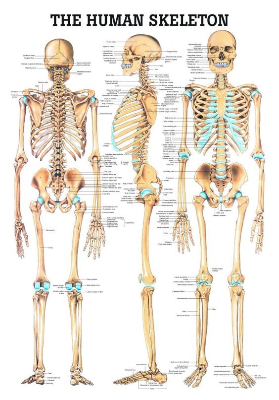 Skeleton